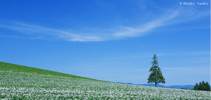 7・8月　北海道　美瑛