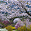 3・4月 花の駅公園（広島県安野）