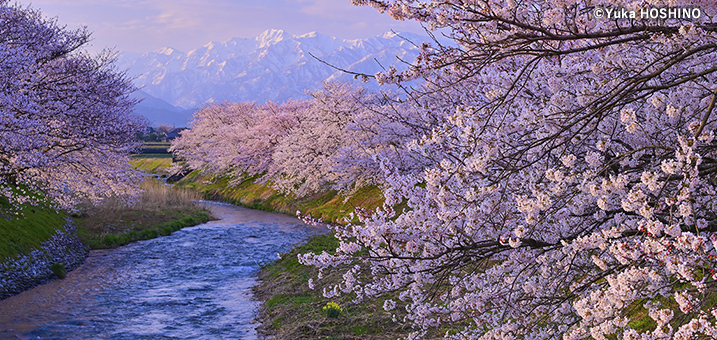 3・4月　舟川べり（富山県）