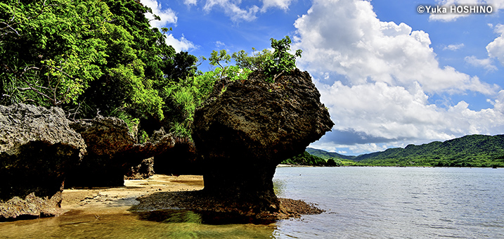 7・8月　石垣島（沖縄県）