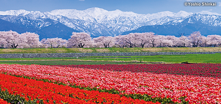 3・4月　舟川べり桜並木と北アルプス（富山県朝日町）