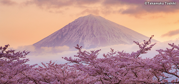 3・4月　大石寺付近からの桜と富士山の朝焼け　世界遺産(静岡県)
